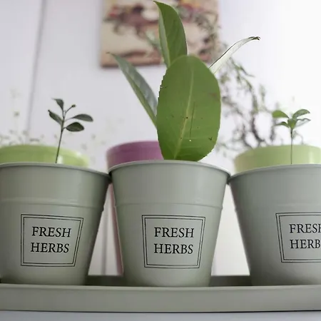 A Little Paradise * Pale